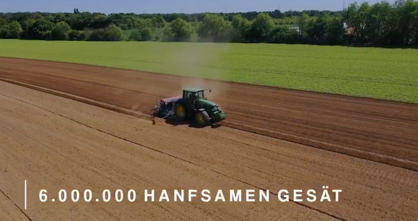 Vom Feld zum Markt: Maximierung des Biomasseertrags im europäischen kommerziellen Hanfanbau